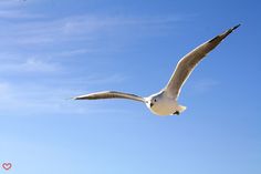 a seagull flying in the blue sky with its wings spread