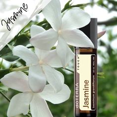 Lower Stomach, Hormone Imbalance, Doterra Essential Oils, Doterra, Essential Oil, Essential Oils, Fragrance