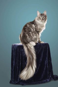 a long haired cat sitting on top of a blue velvet table cloth with its tail curled up