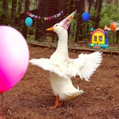 a white duck with a party hat on its head standing next to a pink balloon