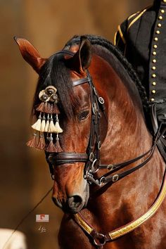 a close up of a brown horse wearing a black uniform and gold trimmings