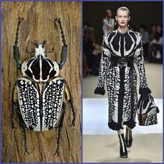 two pictures of bugs on the runway, one is wearing a coat and the other has a handbag