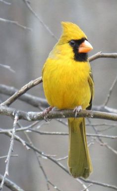 a yellow bird sitting on top of a tree branch