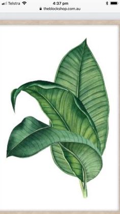 Wall Style, Banana Palm, نباتات منزلية, Tropical Art, Watercolor Leaves, Painted Leaves, Tropical Style