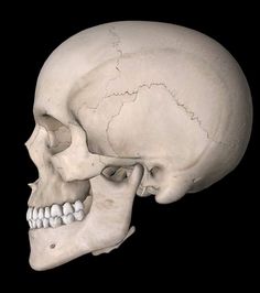 an image of a human skull showing the lower jaw and upper part of the head