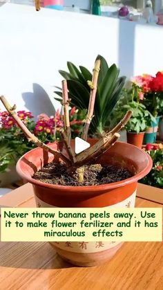 a potted plant sitting on top of a wooden table