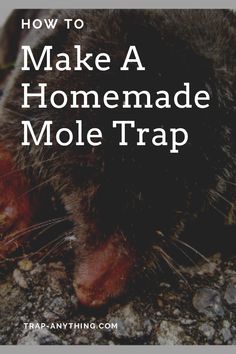 an animal with the words how to make a homemade mole trap