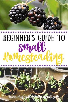 the beginner's guide to small homeseeding with blackberries and muffins