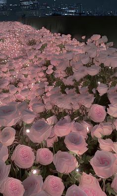 many pink flowers with lights in the middle