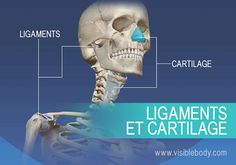 Ligaments et cartilages du corps humain Nursing Flashcards, Human Anatomy, Muscles, Anatomy, Lion Sculpture, Medical, Human Body