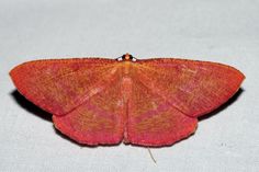 an orange and red moth sitting on top of a white surface