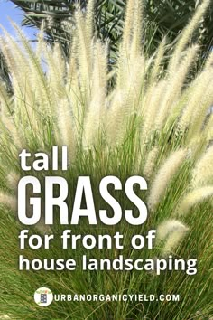 tall grass for front of house landscaping with text overlay that reads tall grass for front of house landscaping