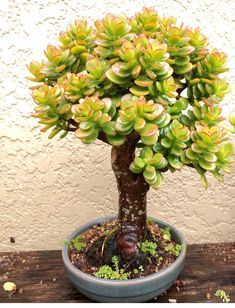 a bonsai tree in a pot on a table