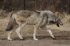 a wolf walking across a dirt field next to a forest