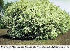 a bush with white flowers in the middle of a field