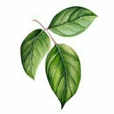 watercolor painting of green leaves on white background stock photo and royalty free images for