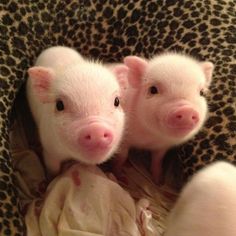 two small pigs sitting next to each other on top of a leopard print blanket with the caption animals don't have anyone to protect them