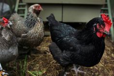 several chickens are standing around in the hay