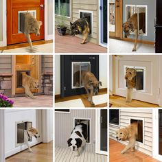 there are many different pictures of dogs in the house and one dog is looking through the door