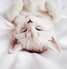 a white cat laying on top of a bed with its eyes closed and it's head in the air