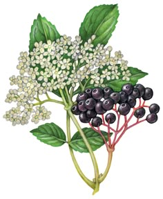 an illustration of some flowers and leaves on a white background