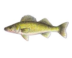 a drawing of a fish on a white background with watermarked image in the bottom right corner