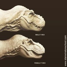 two dinosaur heads are shown side by side, one is white and the other is gray