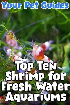 the top ten shrimp for fresh water aquariums is featured in this cover image with text that reads, your pet guides