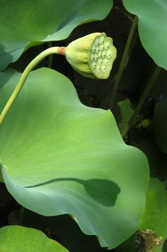 a large green plant with lots of leaves on it's back end and one flower bud in the center