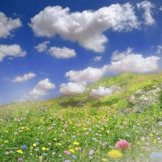 a field full of flowers and clouds in the sky