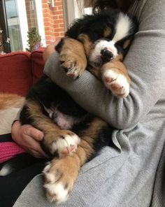 a woman holding two puppies in her arms