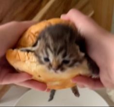 a small kitten sitting on top of a bun in someone's hand while holding it