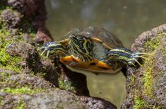 a small turtle sitting on top of a rock next to some mossy rocks and water