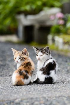 two kittens sitting on the ground next to each other