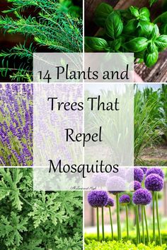 If you have a mosquito problem have no fear. I have 14 plants and trees that repel mosquitos and also will elevate the look of your home! Natural Mosquito Repellent Plants, Houseplant Trellis, Diy Mosquito Repellent, Designing A Garden, Plants That Repel Bugs, Garden From Scratch