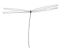 a drawing of a dragonfly on a white background