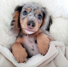 a puppy is sitting on a blanket and looking at the camera with an intense look