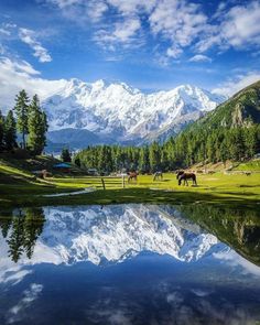 horses graze on grass near a lake in front of snow - capped mountain peaks