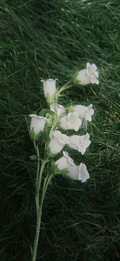 some white flowers are in the grass