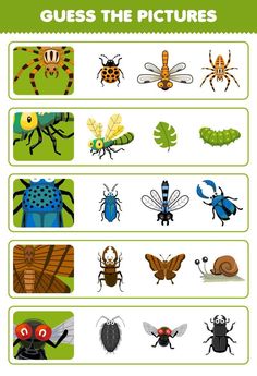 the different types of bugs and their names are shown in this graphic diagram, which includes pictures