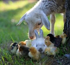 a lamb standing next to a bunch of chickens in the grass with a poem written on it