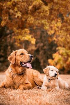 two golden retrievers are sitting in the grass