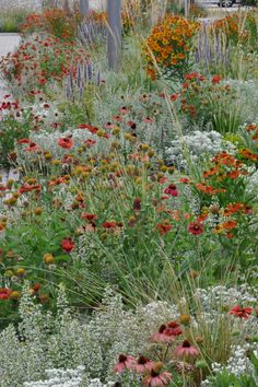 many different types of flowers and plants in a garden with white, red, yellow and orange flowers