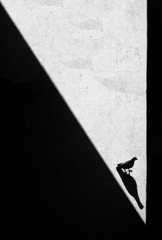 a bird sitting on top of a cement wall next to a shadow from the sun