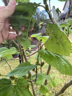 a person is picking leaves from a tree