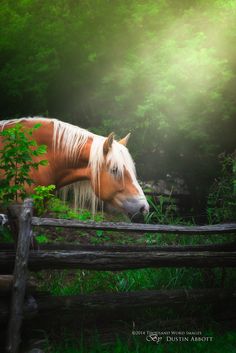 a brown and white horse standing on top of a lush green field next to a wooden fence