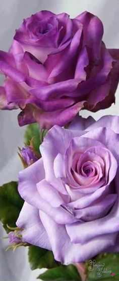 three purple roses in a vase on a table