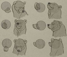 several drawings of bears with different facial expressions