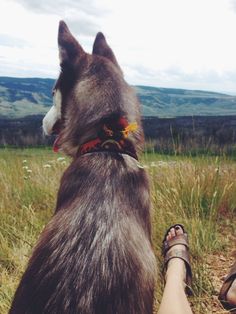 a dog is sitting in the grass with its owner