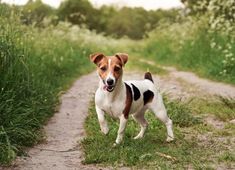 a small brown and white dog standing on top of a dirt road